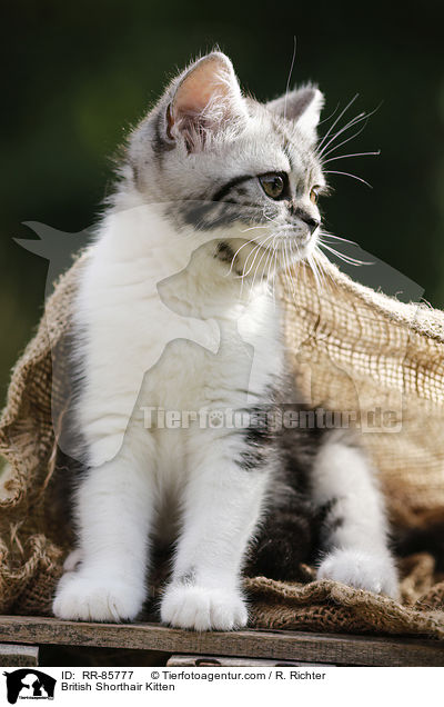 Britisch Kurzhaar Ktzchen / British Shorthair Kitten / RR-85777