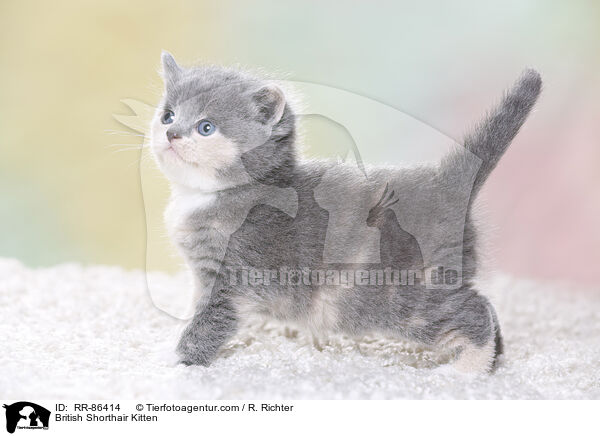 Britisch Kurzhaar Ktzchen / British Shorthair Kitten / RR-86414