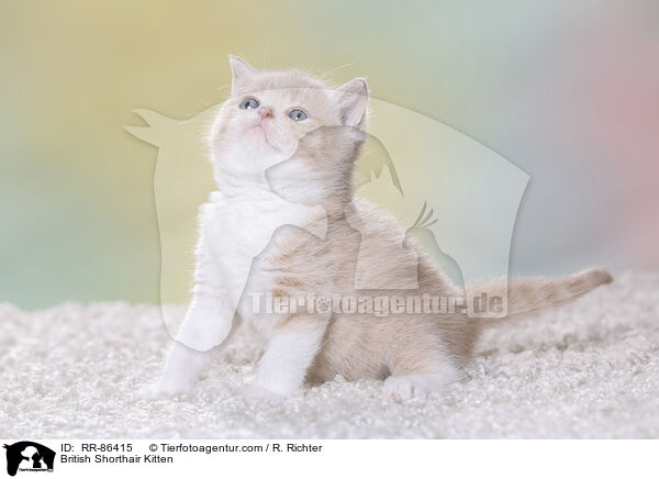 Britisch Kurzhaar Ktzchen / British Shorthair Kitten / RR-86415