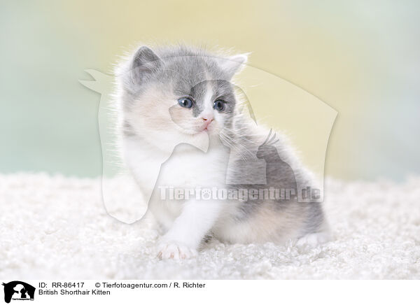 Britisch Kurzhaar Ktzchen / British Shorthair Kitten / RR-86417