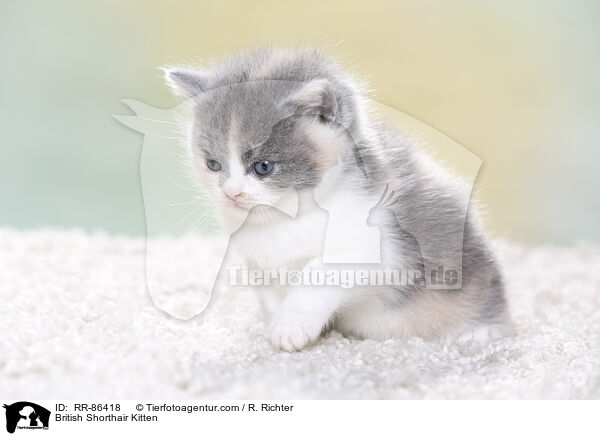 Britisch Kurzhaar Ktzchen / British Shorthair Kitten / RR-86418