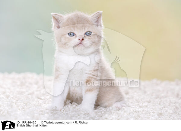 Britisch Kurzhaar Ktzchen / British Shorthair Kitten / RR-86436