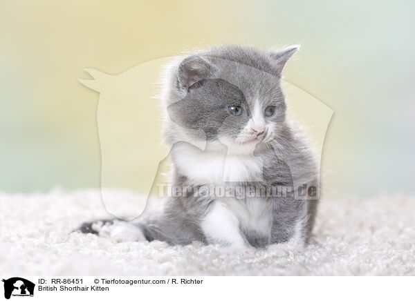 Britisch Kurzhaar Ktzchen / British Shorthair Kitten / RR-86451