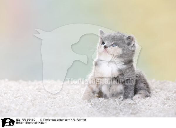 Britisch Kurzhaar Ktzchen / British Shorthair Kitten / RR-86460