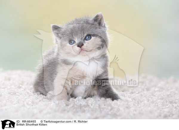 Britisch Kurzhaar Ktzchen / British Shorthair Kitten / RR-86465