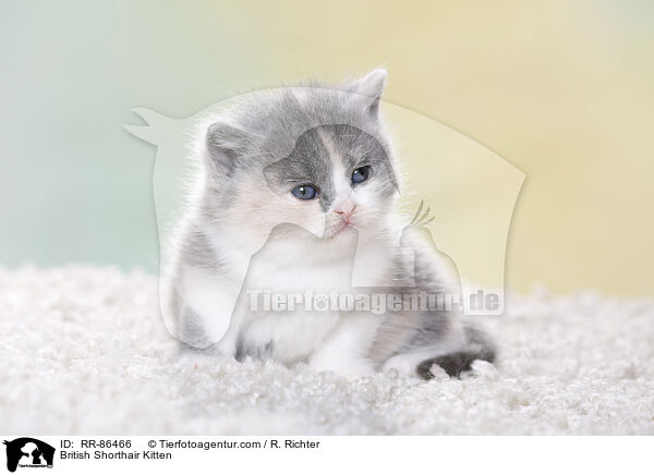 Britisch Kurzhaar Ktzchen / British Shorthair Kitten / RR-86466