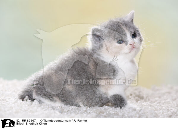 Britisch Kurzhaar Ktzchen / British Shorthair Kitten / RR-86467