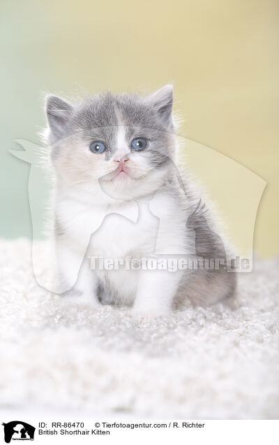 Britisch Kurzhaar Ktzchen / British Shorthair Kitten / RR-86470