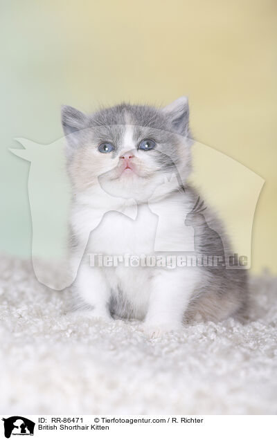 Britisch Kurzhaar Ktzchen / British Shorthair Kitten / RR-86471