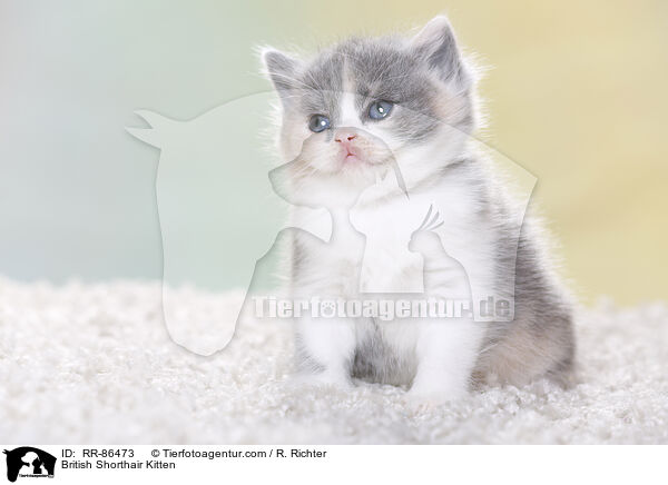 Britisch Kurzhaar Ktzchen / British Shorthair Kitten / RR-86473