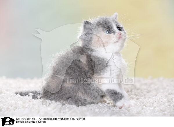 Britisch Kurzhaar Ktzchen / British Shorthair Kitten / RR-86475