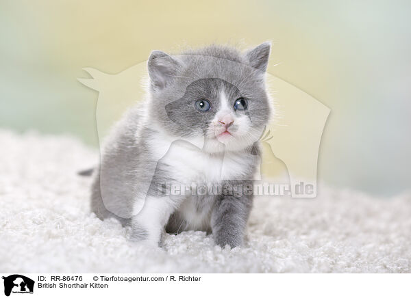 Britisch Kurzhaar Ktzchen / British Shorthair Kitten / RR-86476