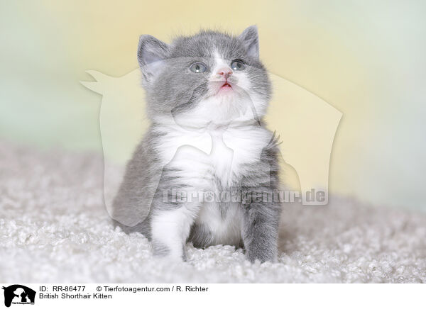 Britisch Kurzhaar Ktzchen / British Shorthair Kitten / RR-86477