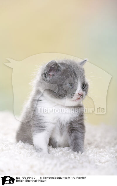 Britisch Kurzhaar Ktzchen / British Shorthair Kitten / RR-86479