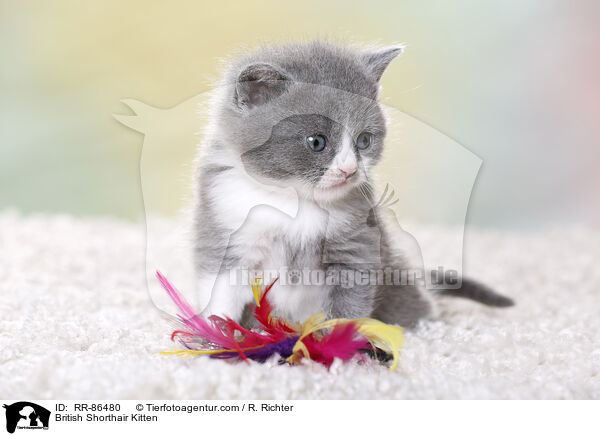 Britisch Kurzhaar Ktzchen / British Shorthair Kitten / RR-86480