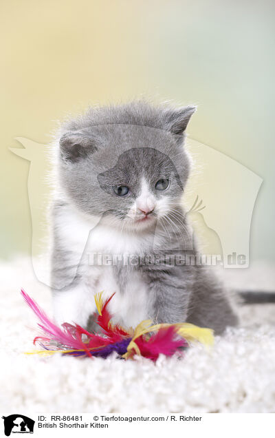 Britisch Kurzhaar Ktzchen / British Shorthair Kitten / RR-86481