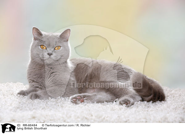 liegende Britisch Kurzhaar / lying British Shorthair / RR-86484