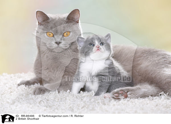 2 Britisch Kurzhaar / 2 British Shorthair / RR-86486