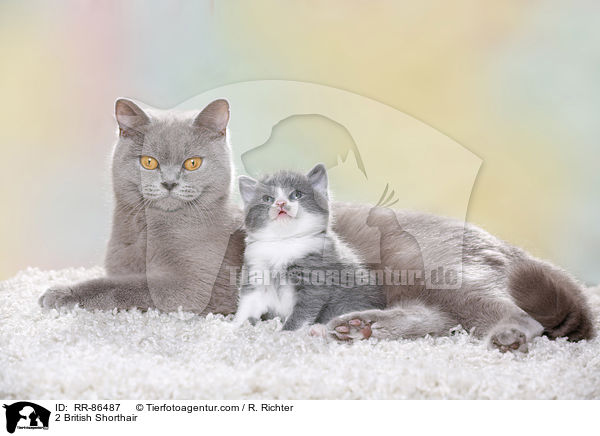 2 Britisch Kurzhaar / 2 British Shorthair / RR-86487