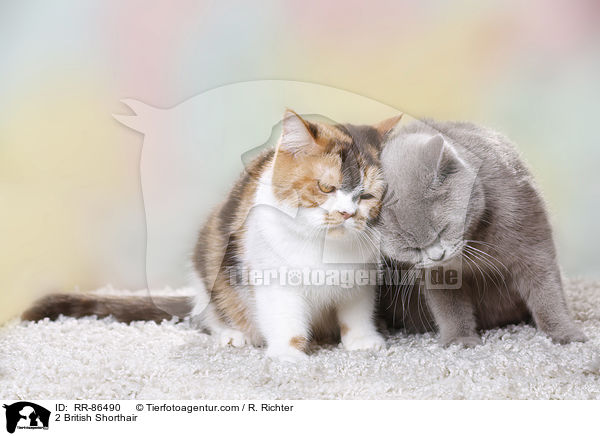 2 Britisch Kurzhaar / 2 British Shorthair / RR-86490