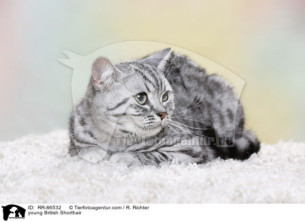 junge Britisch Kurzhaar / young British Shorthair / RR-86532