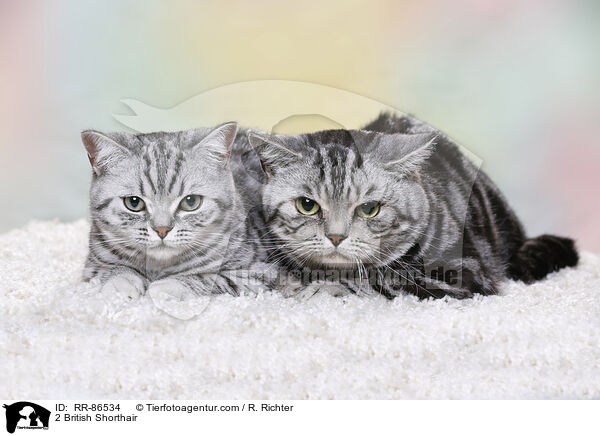 2 Britisch Kurzhaar / 2 British Shorthair / RR-86534