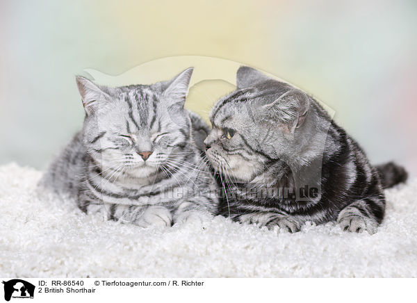 2 Britisch Kurzhaar / 2 British Shorthair / RR-86540