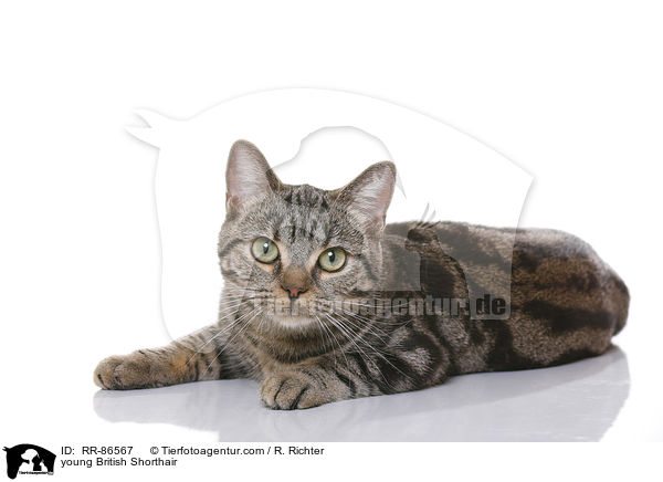 junge Britisch Kurzhaar / young British Shorthair / RR-86567