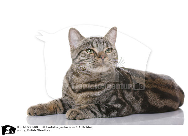 young British Shorthair / RR-86568