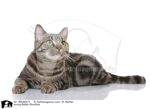 junge Britisch Kurzhaar / young British Shorthair / RR-86571