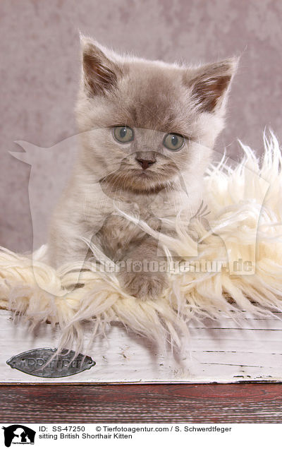 sitzendes Britisch Kurzhaar Ktzchen / sitting British Shorthair Kitten / SS-47250