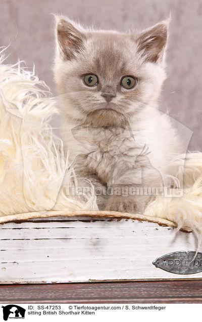 sitzendes Britisch Kurzhaar Ktzchen / sitting British Shorthair Kitten / SS-47253
