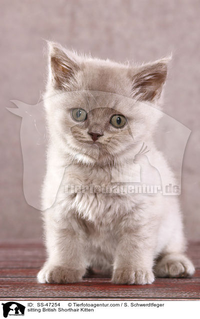 sitzendes Britisch Kurzhaar Ktzchen / sitting British Shorthair Kitten / SS-47254