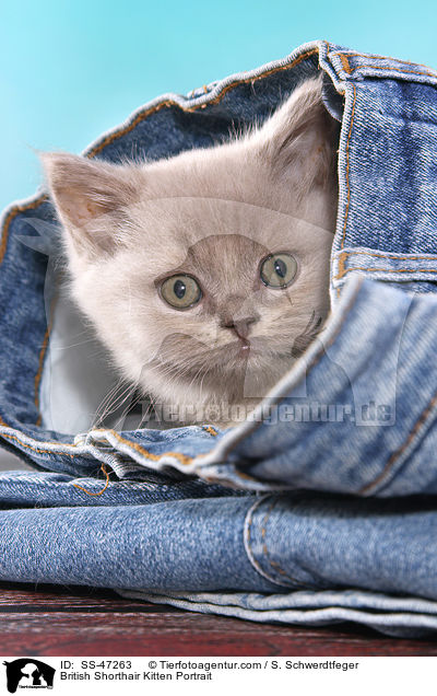 Britisch Kurzhaar Ktzchen Portrait / British Shorthair Kitten Portrait / SS-47263