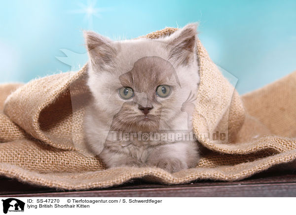 liegendes Britisch Kurzhaar Ktzchen / lying British Shorthair Kitten / SS-47270