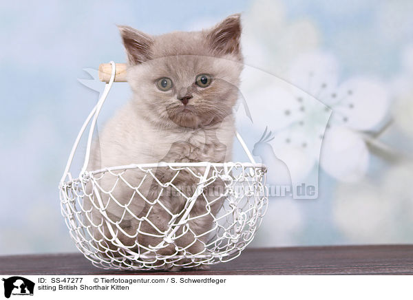 sitzendes Britisch Kurzhaar Ktzchen / sitting British Shorthair Kitten / SS-47277