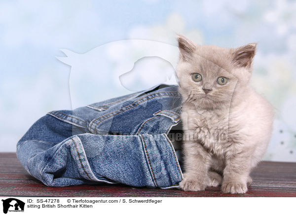 sitzendes Britisch Kurzhaar Ktzchen / sitting British Shorthair Kitten / SS-47278