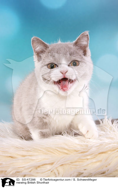 Britisch Kurzhaar miaut / mewing British Shorthair / SS-47286