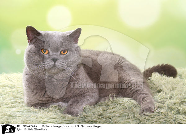 liegende Britisch Kurzhaar / lying British Shorthair / SS-47442