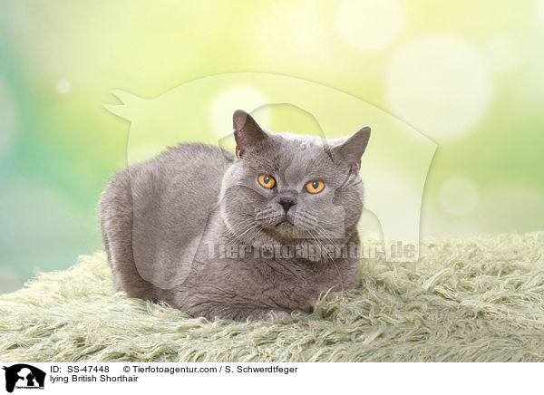 liegende Britisch Kurzhaar / lying British Shorthair / SS-47448