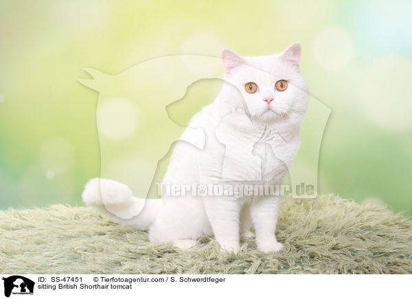 sitzender Britisch Kurzhaar Kater / sitting British Shorthair tomcat / SS-47451