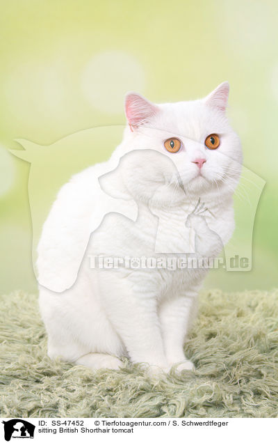 sitzender Britisch Kurzhaar Kater / sitting British Shorthair tomcat / SS-47452