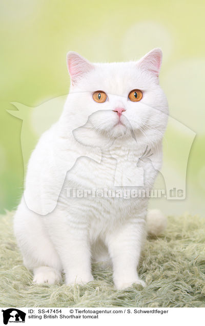 sitzender Britisch Kurzhaar Kater / sitting British Shorthair tomcat / SS-47454