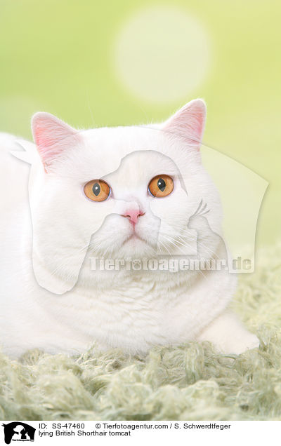 liegender Britisch Kurzhaar Kater / lying British Shorthair tomcat / SS-47460