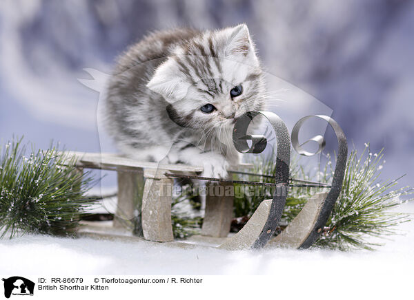Britisch Kurzhaar Ktzchen / British Shorthair Kitten / RR-86679