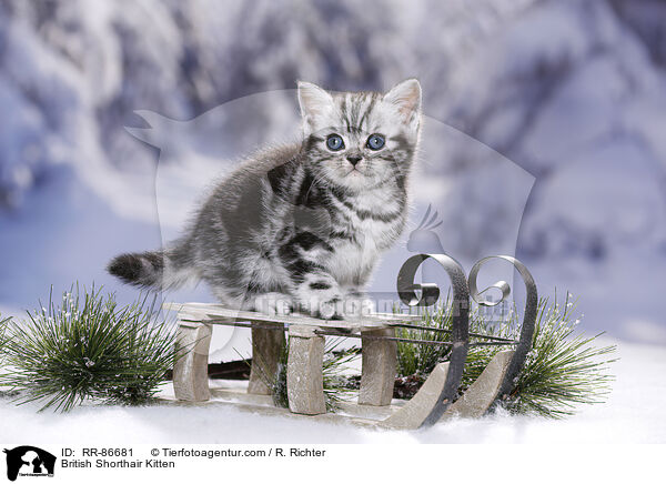Britisch Kurzhaar Ktzchen / British Shorthair Kitten / RR-86681