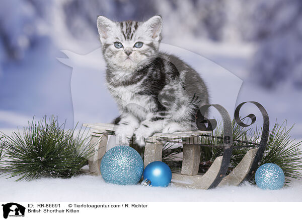 Britisch Kurzhaar Ktzchen / British Shorthair Kitten / RR-86691
