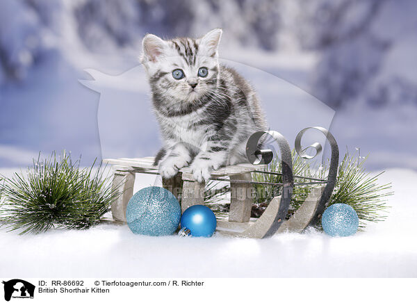 Britisch Kurzhaar Ktzchen / British Shorthair Kitten / RR-86692