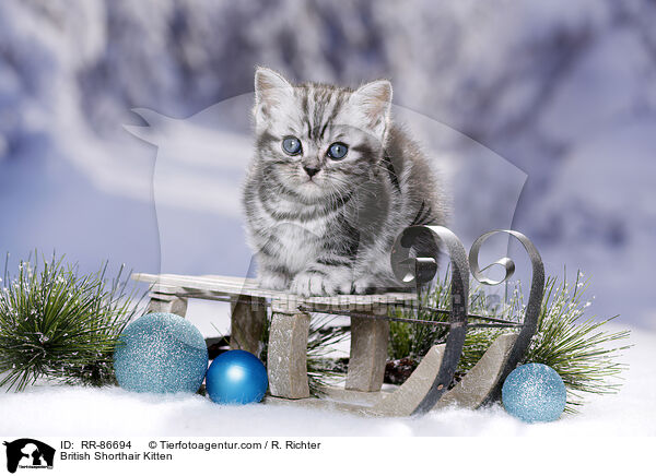 Britisch Kurzhaar Ktzchen / British Shorthair Kitten / RR-86694