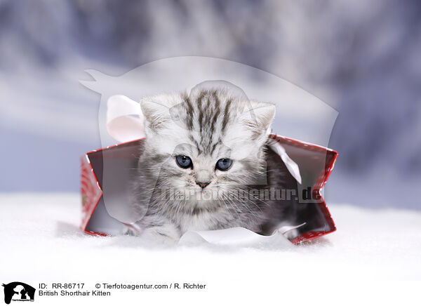 Britisch Kurzhaar Ktzchen / British Shorthair Kitten / RR-86717